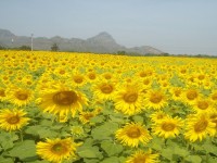 Lopburi Sunflower Field Festival